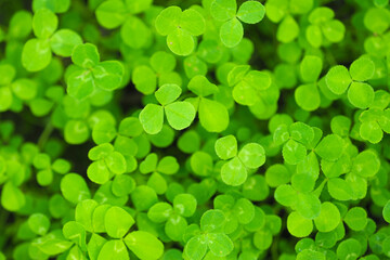 Green clover grass texture view from above. Clover meadow top view, green background