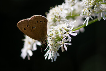 Beautiful summer butterflies on flowers and leaves