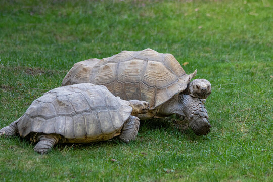 Schildkr&ouml;ten