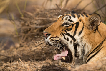 Tigress T60 cub yawning, Ranthambore Tiger Reserve