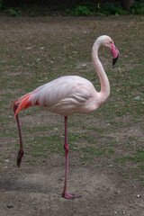 Flamingo in Zoo