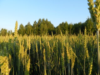 golden wheat field