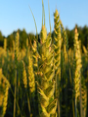 field of wheat