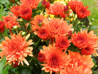 red chrysanthemum flowers