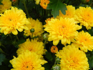 yellow chrysanthemum flowers