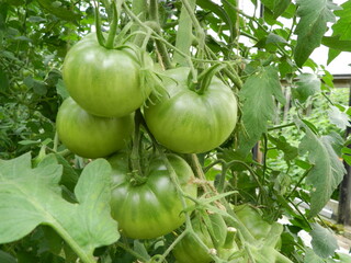 green tomatoes in the garden