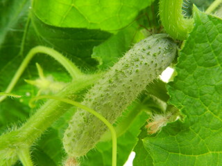 cucumber in the garden