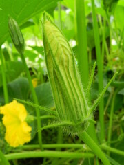 zucchini flower in garden