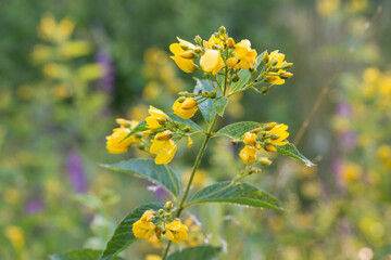 Lysimachia vulgaris, yellow loosestrife flowers macro selective focus