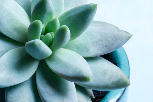 Close up View of a Succulent Plant