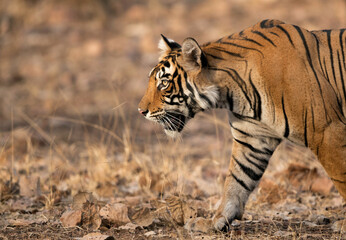 Fototapeta na wymiar Closeup of Tigress noor cub, Ranthambore Tiger Reserve