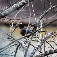 robin on a branch