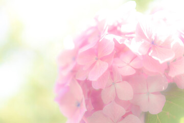 光に包まれた紫陽花