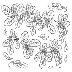 Hand drawn barberry. Set of objects.