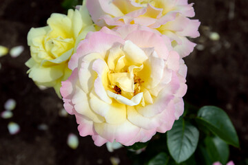 pink and yellow rose in the garden