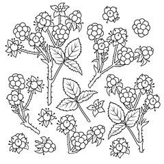 Hand drawn dewberry. Set of objects.