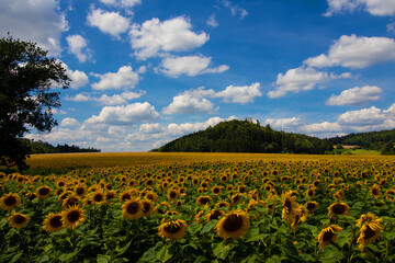 Obraz premium Sonnenblumenmeer