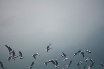 flock of seagulls in flight