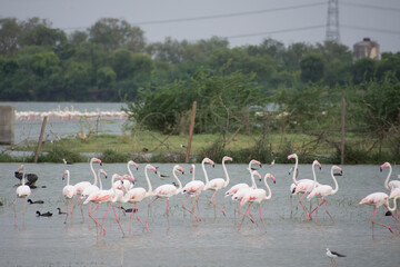 Fototapeta premium flamingos