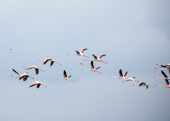 flamingos