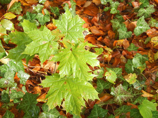 autumn leaves with morning dew, details of nature, autumn