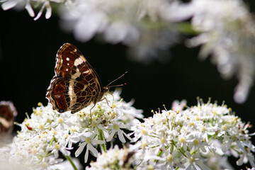 Beautiful summer butterflies on flowers and leaves