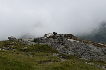 mountain landscape with fog, dog sleeping on the rocks