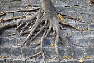 the power of nature, the tree sprouted through the stones, the root of the tree
