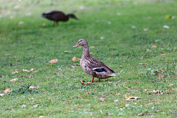 Duck walking on the grass in  park