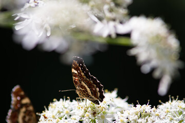 Beautiful summer butterflies on flowers and leaves