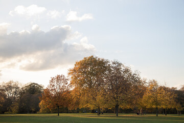 Fototapeta na wymiar beautiful autumn trees, yellow leaves, sunset, sunlight