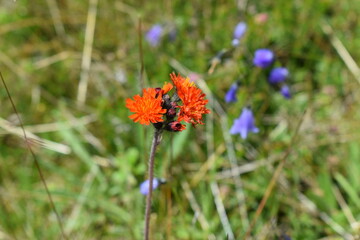 red poppy flower in field