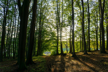 Autumn Pictures in the Forest of Germany