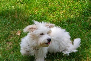Coton de Tulear Dog Breed
