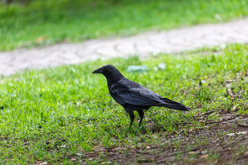 Crow walking on the grass in  park