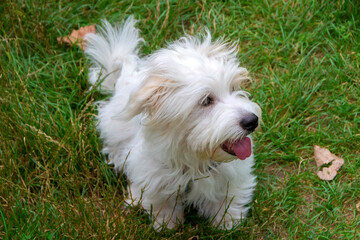 Coton de Tulear Dog Breed