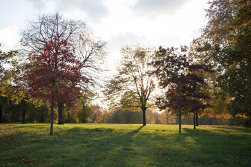 Obraz premium beautiful autumn trees, yellow leaves, sunset, sunlight
