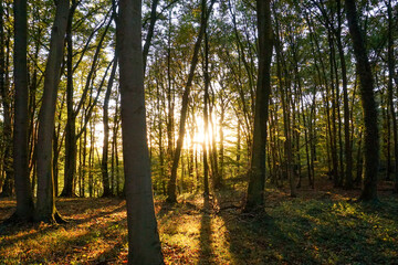 Autumn Pictures in the Forest of Germany
