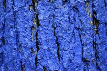 bark of a tree