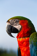 Close up Macaw parrot on blue sky background.