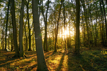 Autumn Pictures in the Forest of Germany