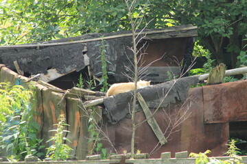 A beautiful cat sleeps on an old fence. Russia.