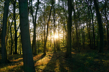 Autumn Pictures in the Forest of Germany