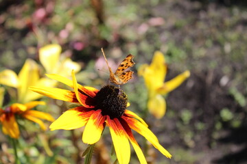 Beautiful butterfly on a flower. Macro. Russia.
