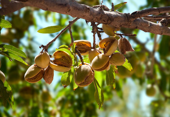 Close-up  of  ripe  almonds on   almond tree. © grafnata