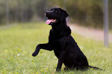 Black Labrador sitting on the grass holding up a forepaw. Black dog on grass