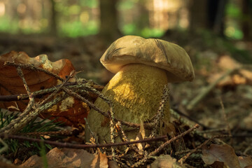 Mushroom in the forest