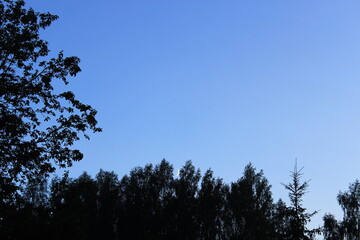 Small moon between tree branches. Russia.