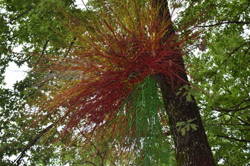 Coloured tree in the forest