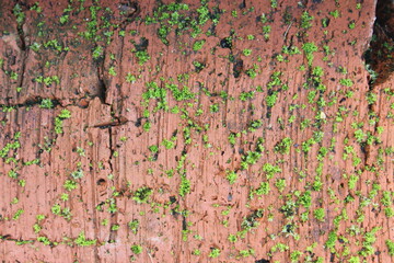 Green moss on an old red brick. Russia.
